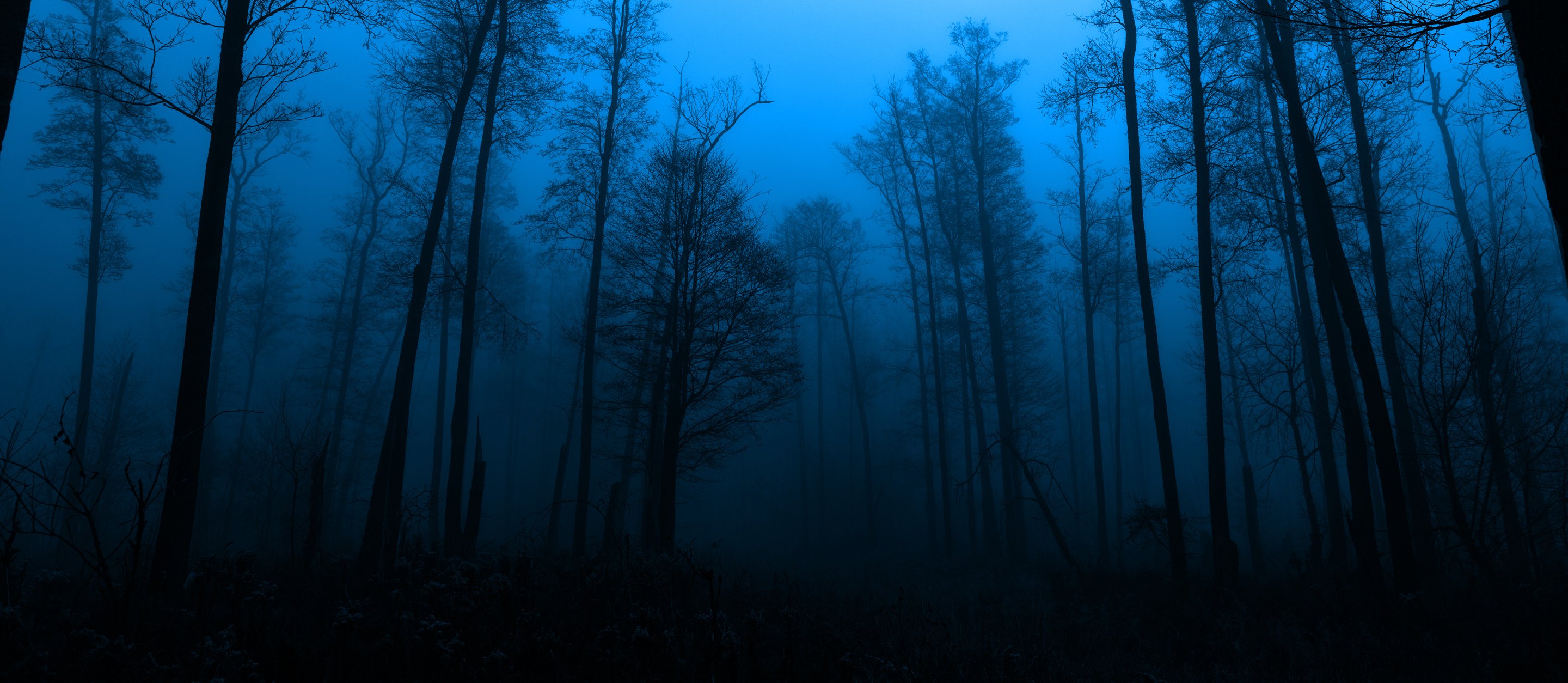 Dark Blue Foggy Forest