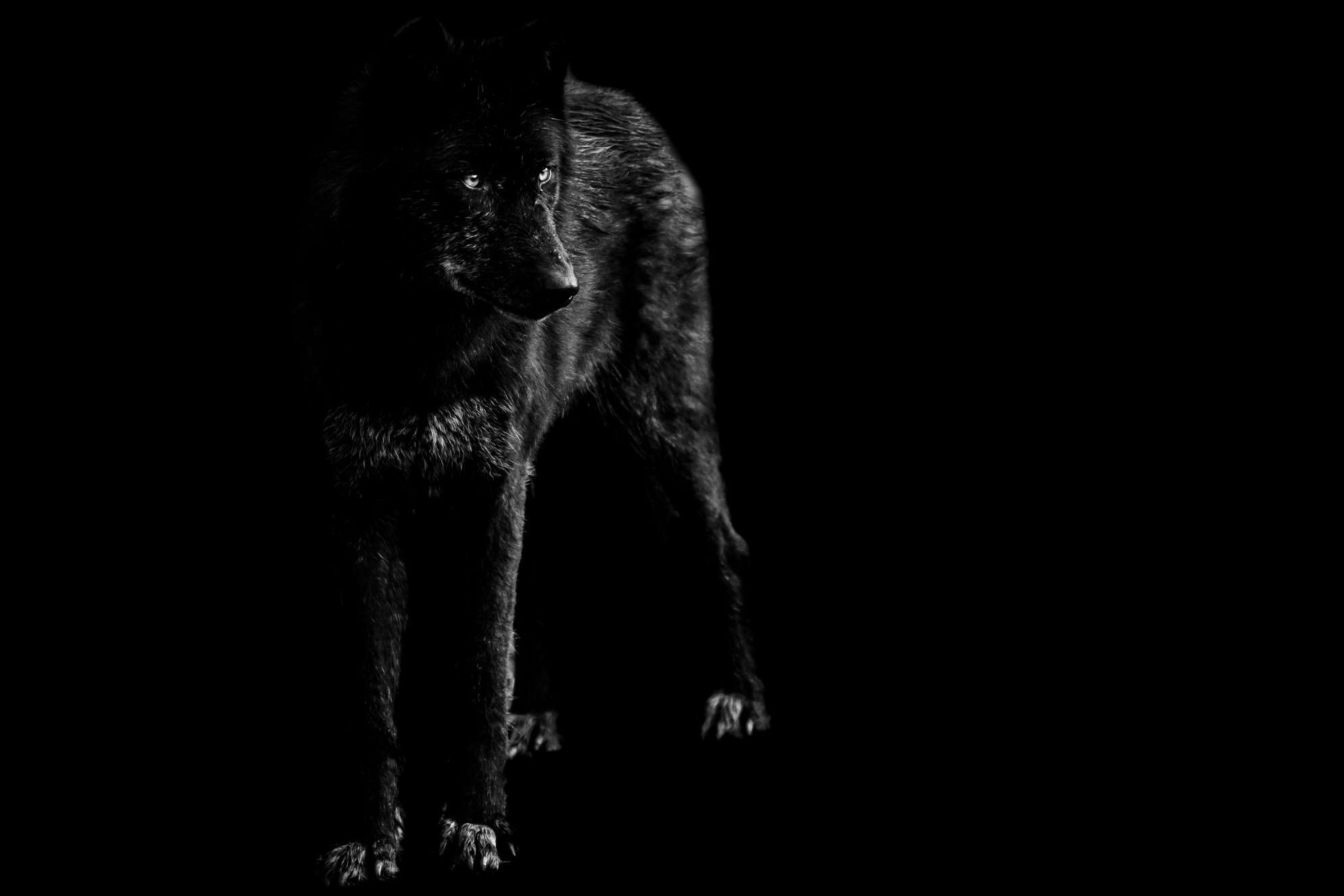 Black Wolf on Dark Background